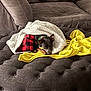 dog, blanket, red_and_black_checkered, yellow_blanket, tufted_ottoman, brown_couch, cozy, pet, indoor, resting, small_dog, fur, collar, relaxed, soft_texture, home, comfort, canine, lying_down, domestic_animal
