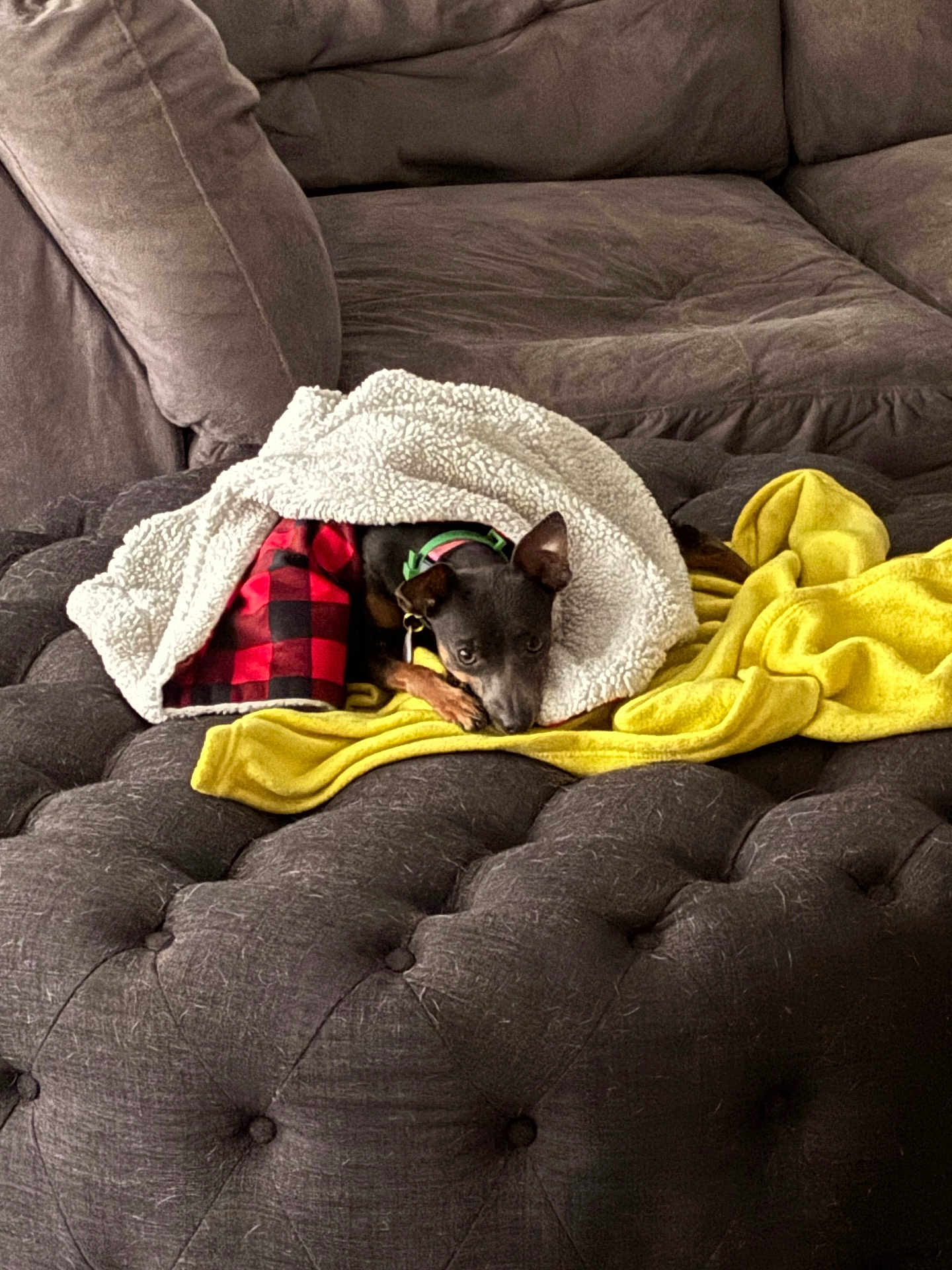 Sky joined the competition — help win amazing prizes! dog, blanket, red_and_black_checkered, yellow_blanket, tufted_ottoman, brown_couch, cozy, pet, indoor, resting, small_dog, fur, collar, relaxed, soft_texture, home, comfort, canine, lying_down, domestic_animal