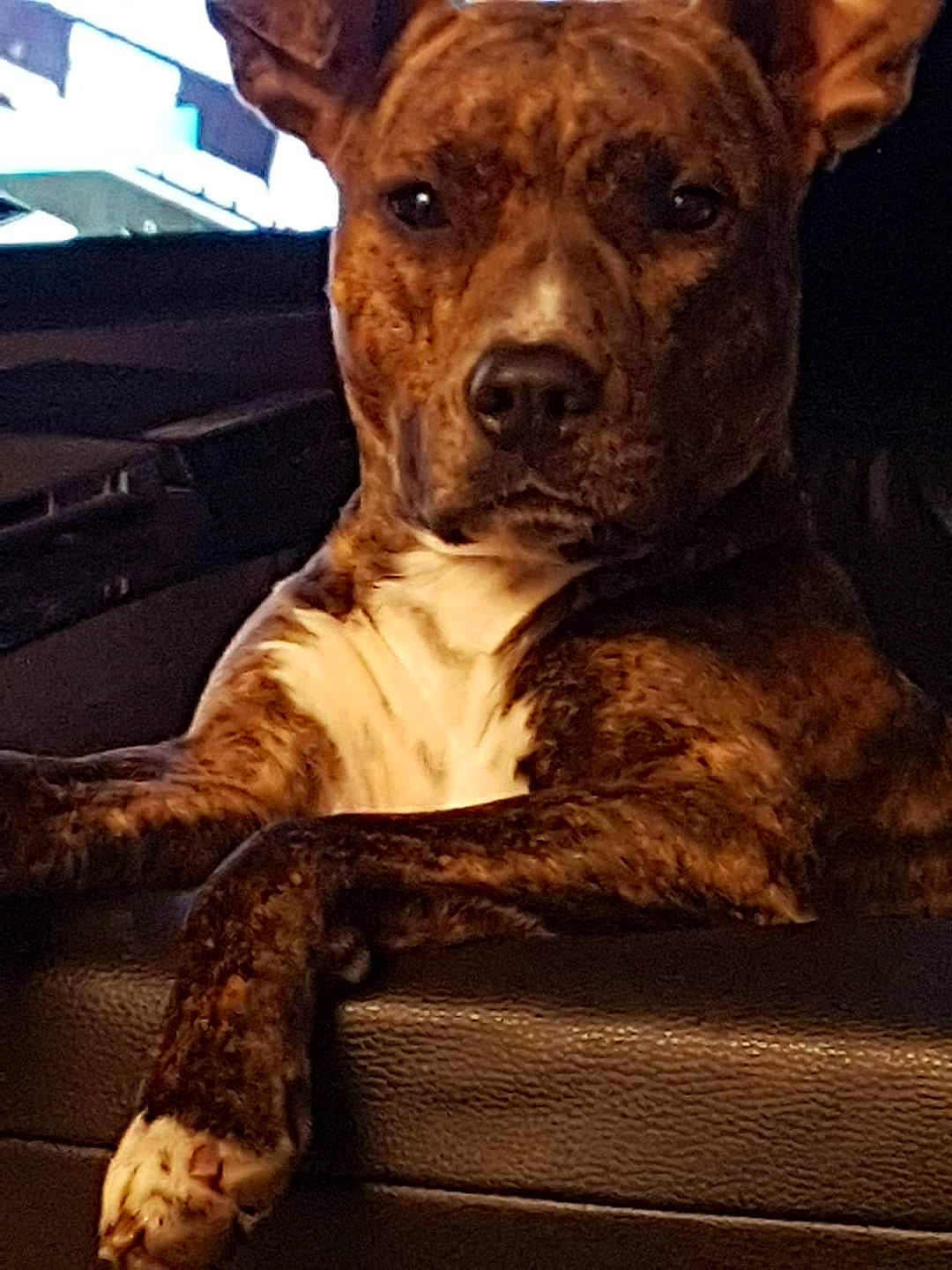 Miia a rejoint le concours — aidez-le/la à gagner de superbes lots ! carnivore, chair, companion_dog, computer_keyboard, dog, dog_breed, dog_collar, fawn, fur, guard_dog, metal, molosser, snout, terrestrial_animal, whiskers, window, windshield, wood, working_animal, working_dog