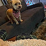 Jinx is registered to the contest to win money with this photo: dog, pet, small_dog, bandana, couch, living_room, christmas_tree, holiday_decor, ornaments, carpet, blanket, pajamas, plaid, furniture, indoor, cozy, festive, decorations, animal, cute