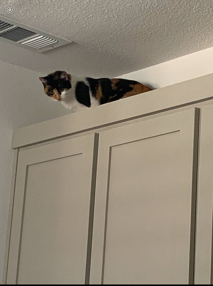 Lily joined the competition — help win amazing prizes! cabinetry, carnivore, cat, ceiling, domestic_short_haired_cat, door, felidae, fixture, flooring, formal_wear, fur, hardwood, plywood, room, shelving, small_to_medium_sized_cats, tail, whiskers, window, wood