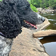 Paris joined the competition — help win amazing prizes! dog, black_dog, curly_fur, side_profile, outdoor, nature, river, rocks, greenery, tongue_out, happy, pet, canine, water, forest, summer, animal, portrait, muzzle, collar
