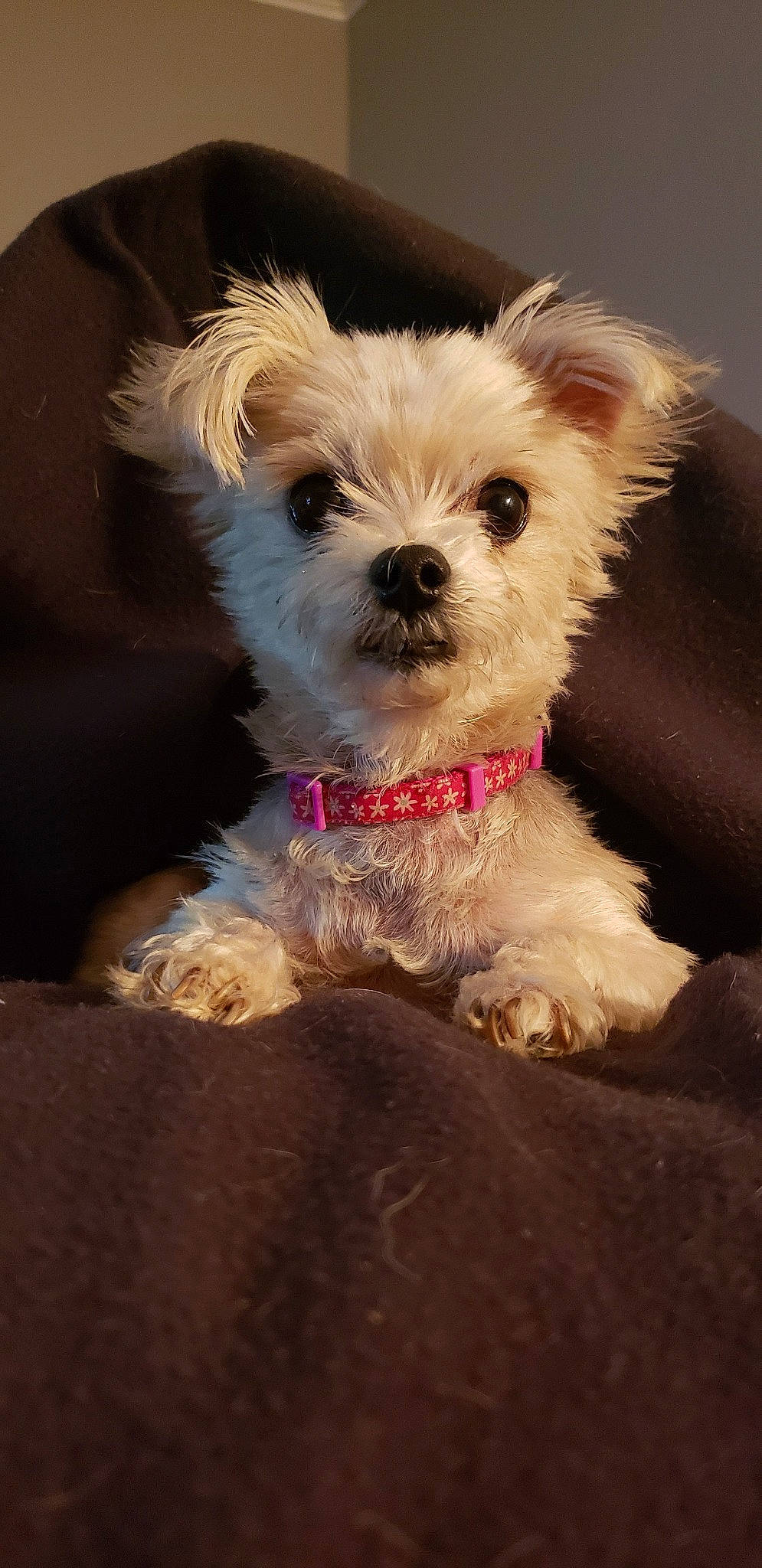 Khloe is registered to the contest to win money with this photo: bolonka, canidae, carnivore, companion_dog, dog, dog_breed, havanese, maltepoo, maltese, mammal, morkie, pekapoo, poodle_crossbreed, puppy, schnoodle, shih_tzu, snout, toy_dog, vertebrate, west_highland_white_terrier