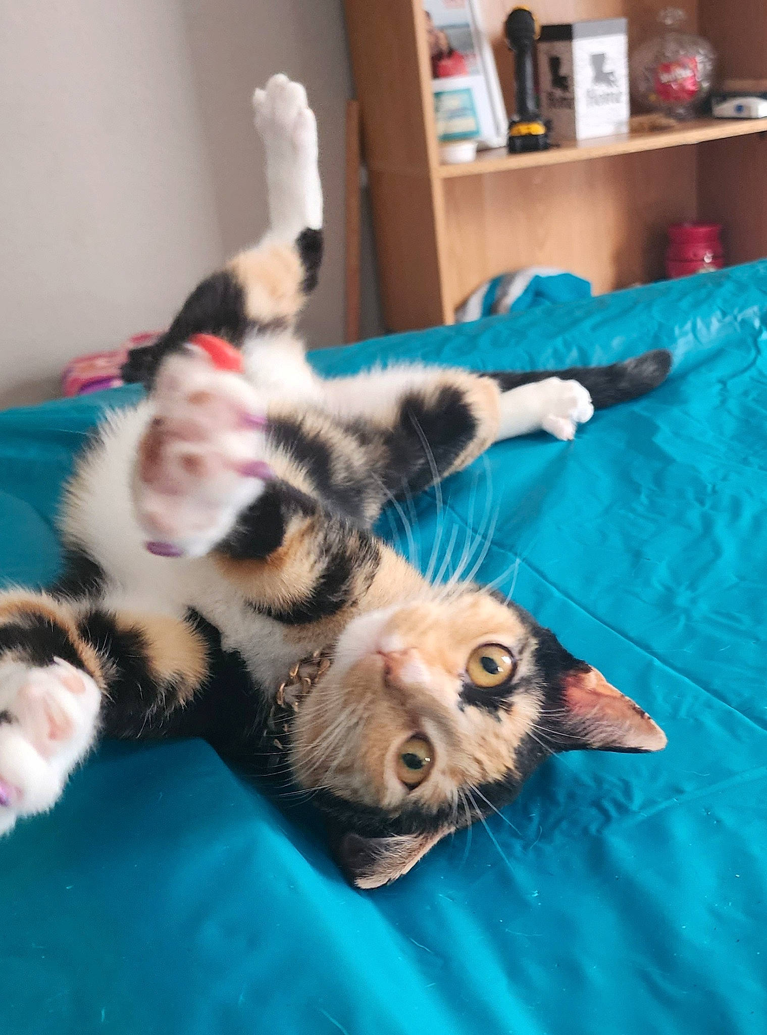 Cleopatra is registered to the contest to win money with this photo: bookcase, carnivore, cat, claw, comfort, dog_breed, domestic_short_haired_cat, felidae, flooring, fur, linens, nap, paw, room, shelf, small_to_medium_sized_cats, snout, tail, terrestrial_animal, whiskers