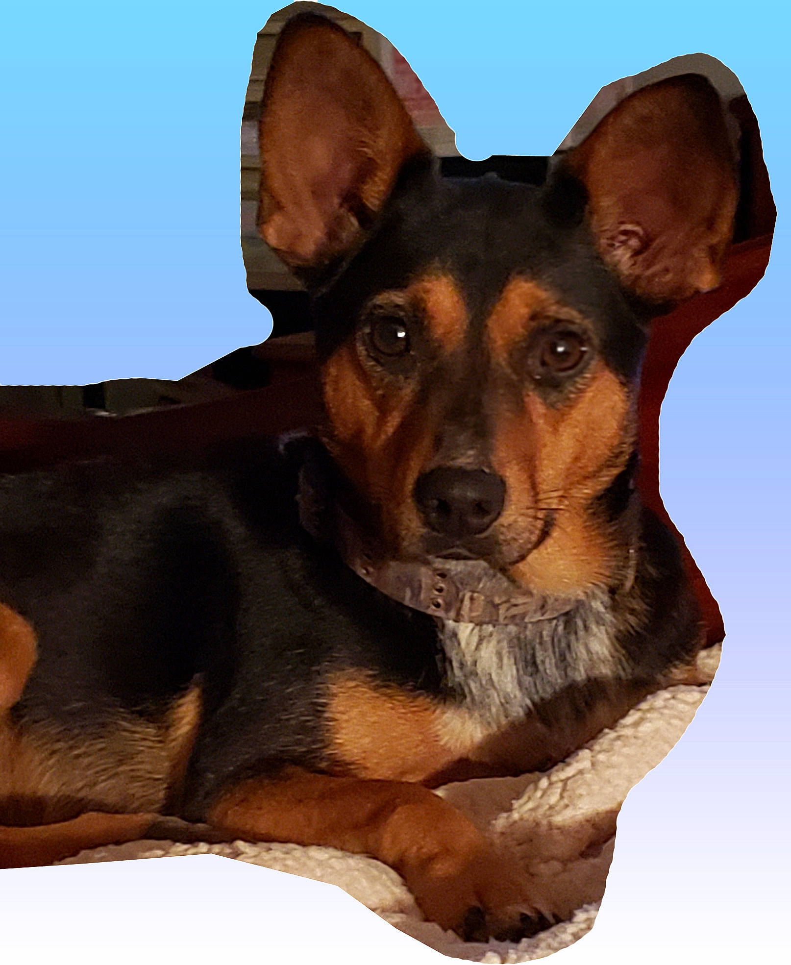 Tucker is registered to the contest to win money with this photo: australian_kelpie, black_and_tan_terrier, canidae, carnivore, dog, dog_breed, german_pinscher, mammal, miniature_pinscher, pinscher, snout, vertebrate, working_dog