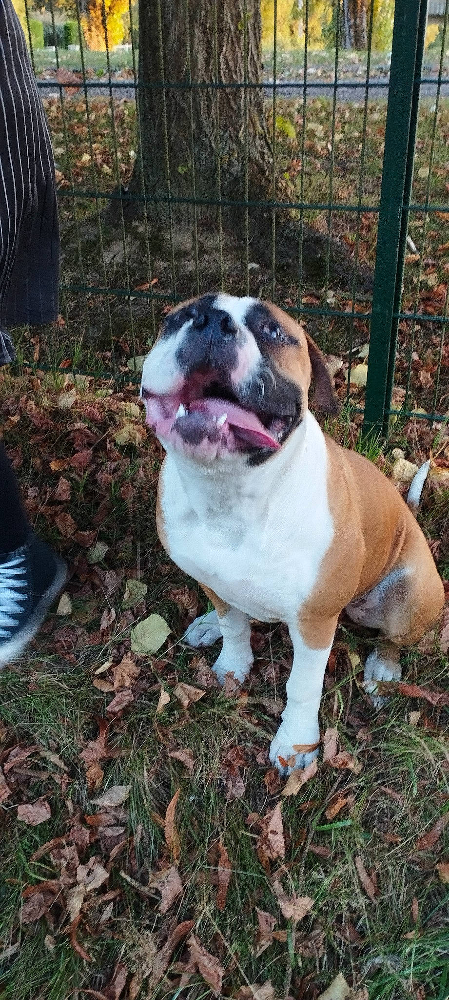 Trust participe au concours pour gagner de l'argent avec cette photo : ancient_dog_breeds, boxer, bulldog, carnivore, collar, companion_dog, dog, dog_breed, dog_collar, dog_supply, fence, grass, guard_dog, molosser, pet_supply, plant, terrestrial_animal, whiskers, working_animal, working_dog