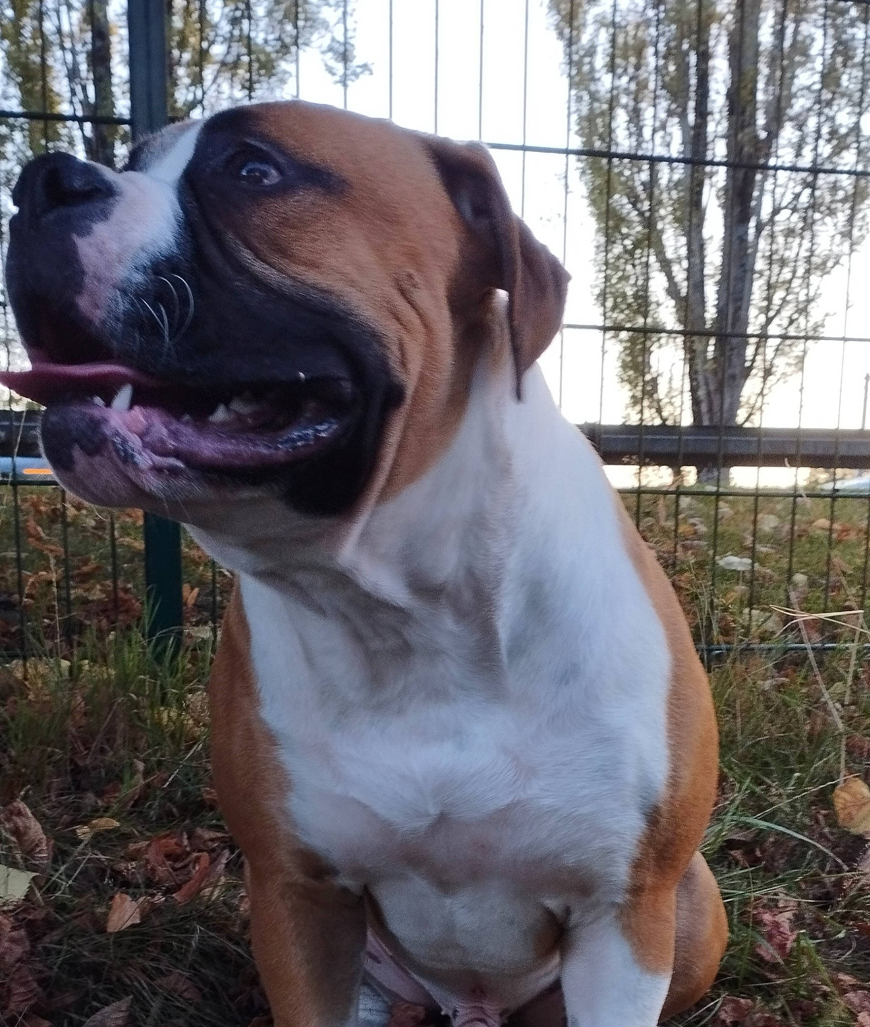 Trust a rejoint le concours — aidez-le/la à gagner de superbes lots ! boxer, canidae, carnivore, collar, companion_dog, dog, dog_breed, dog_collar, dog_supply, fawn, fence, grass, liver, pet_supply, plant, snout, sporting_group, tree, whiskers, working_animal