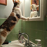 Queenie is registered to the contest to win money with this photo: animal_paw, bathroom, black, calico_cat, cat, comb, curious, domestic_animal, faucet, green_tiles, indoor, mirror, orange, pet, pink_collar, reflection, sink, soap_dispenser, wall_art, white