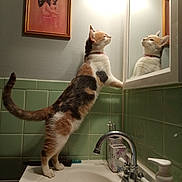 Queenie is registered to the contest to win money with this photo: bathroom, calico_cat, cat, curious, domestic_animal, feline, framed_art, fur, green_tiles, household, indoor, light, mirror, painting, pet, reflection, sink, standing, tail, whiskers