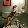 bathroom, calico_cat, cat, curious, domestic_animal, feline, framed_art, fur, green_tiles, household, indoor, light, mirror, painting, pet, reflection, sink, standing, tail, whiskers