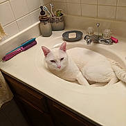 Squeak joined the competition — help win amazing prizes! bathroom, carnivore, cat, domestic_short_haired_cat, felidae, floor, flooring, fur, household_supply, paper_product, paw, plumbing, plumbing_fixture, room, sink, small_to_medium_sized_cats, tail, tap, tile, whiskers