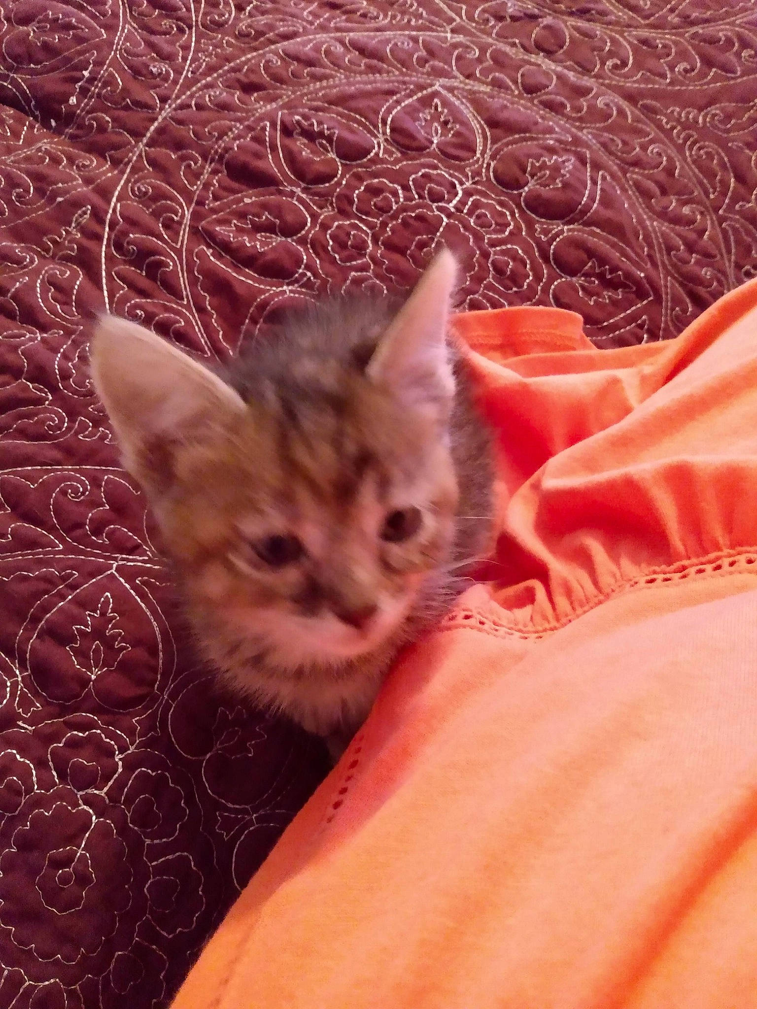 Jasmine is registered to the contest to win money with this photo: carnivore, cat, comfort, domestic_short_haired_cat, eye, fawn, felidae, fur, grass, paw, pink, plant, small_to_medium_sized_cats, snout, tail, textile, tree, whiskers, wildlife, wood