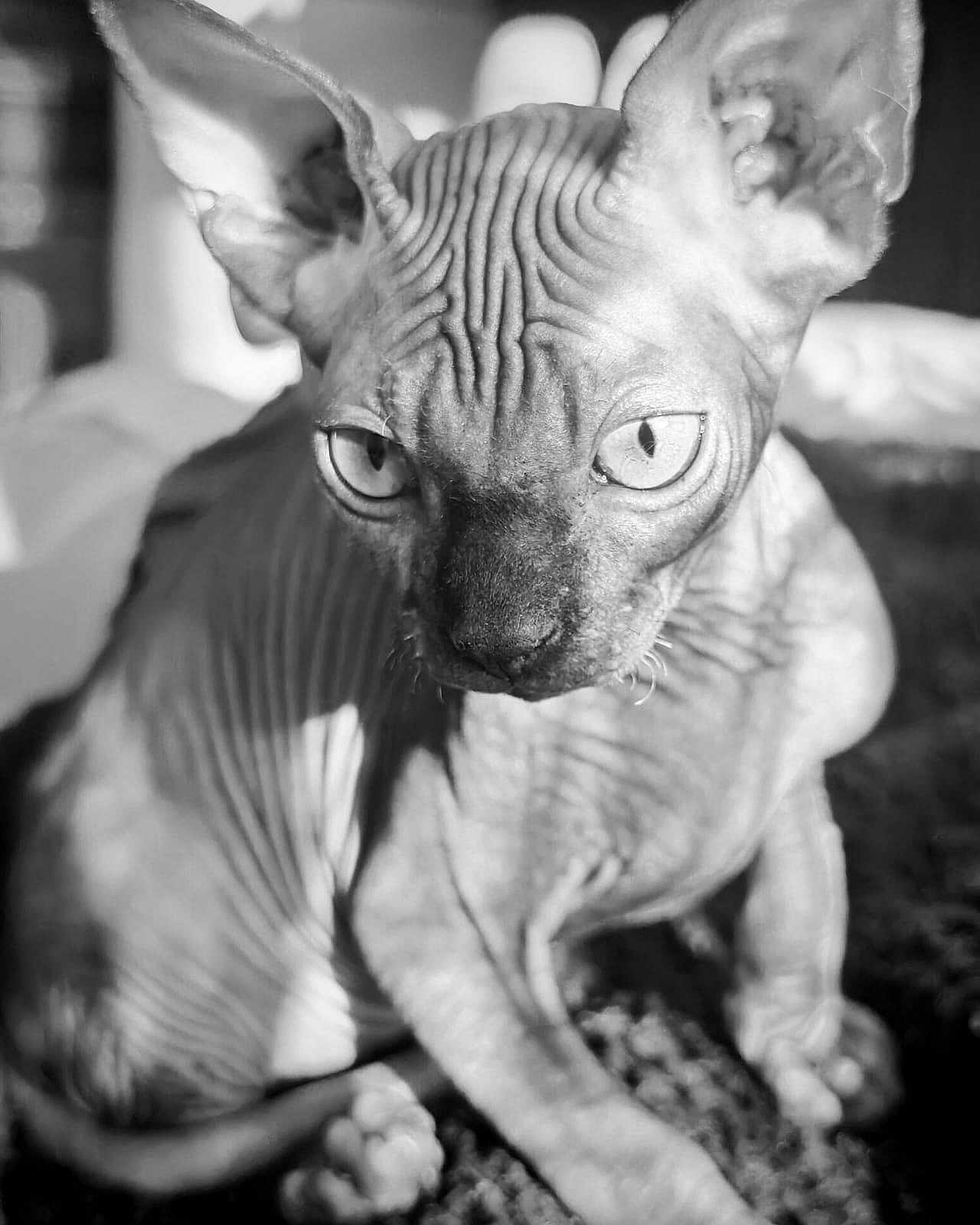 Arnold participe au concours pour gagner de l'argent avec cette photo : sphynx_cat, hairless_cat, pet, animal, close_up, black_and_white, wrinkles, cat_face, indoor, feline, eyes, ears, texture, portrait, mammal, whiskers, paws, curled_tail, shadow, focus