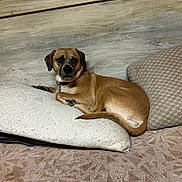 Sierra is registered to the contest to win money with this photo: dog, brown_dog, pillow, couch, furniture, indoor, resting, pet, canine, wooden_wall, comfort, cozy, animal, domestic_animal, laying_down, sleepy, relaxed, bedroom, home, texture