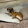 dog, brown_dog, pillow, couch, furniture, indoor, resting, pet, canine, wooden_wall, comfort, cozy, animal, domestic_animal, laying_down, sleepy, relaxed, bedroom, home, texture