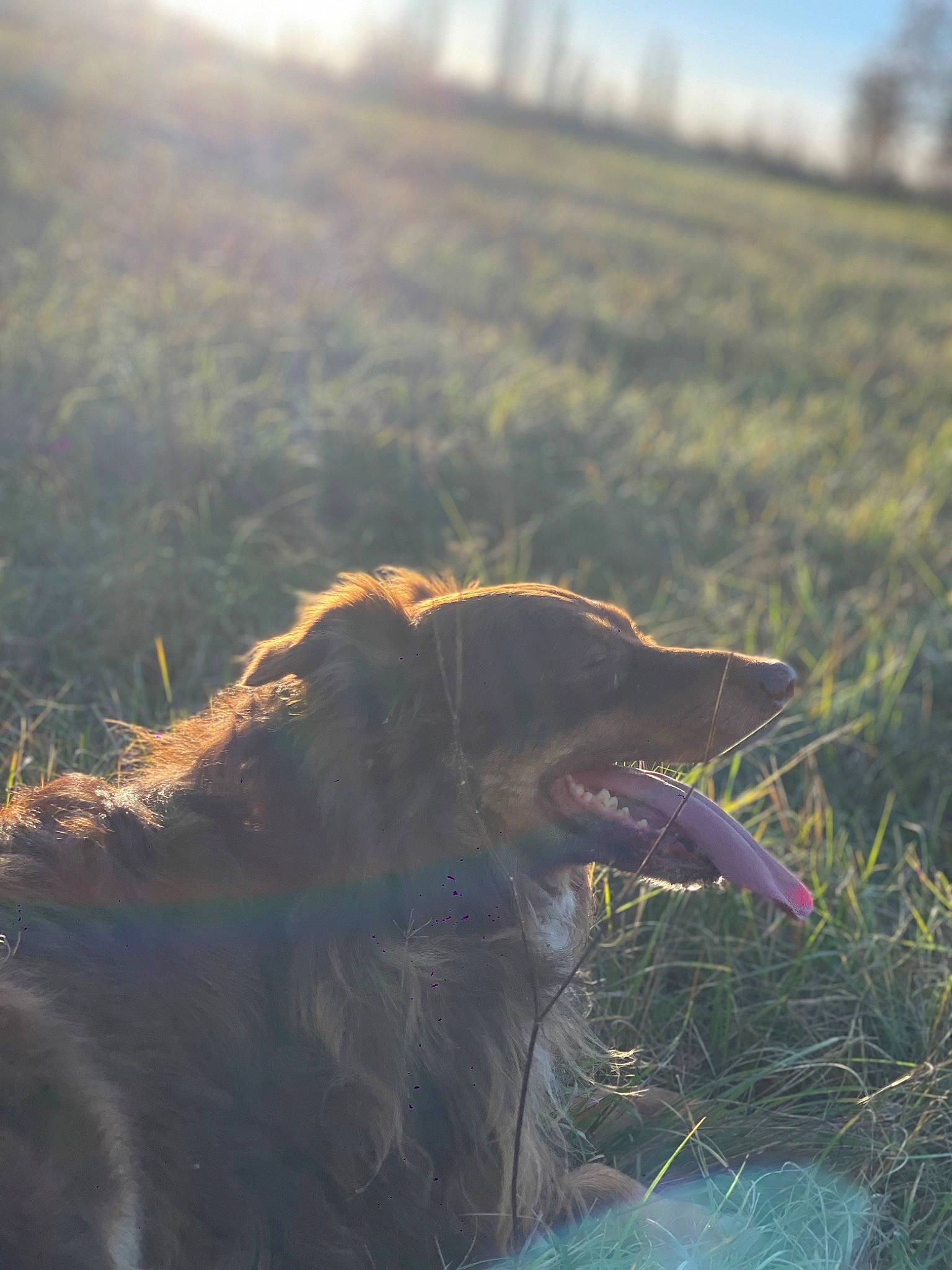 Loucky participe au concours pour gagner de l'argent avec cette photo : canidae, carnivore, dog_breed, fang, fawn, grass, grassland, happy, hill, landscape, natural_landscape, plant, prairie, sky, snout, sporting_group, sunlight, terrestrial_animal, wildlife, working_animal