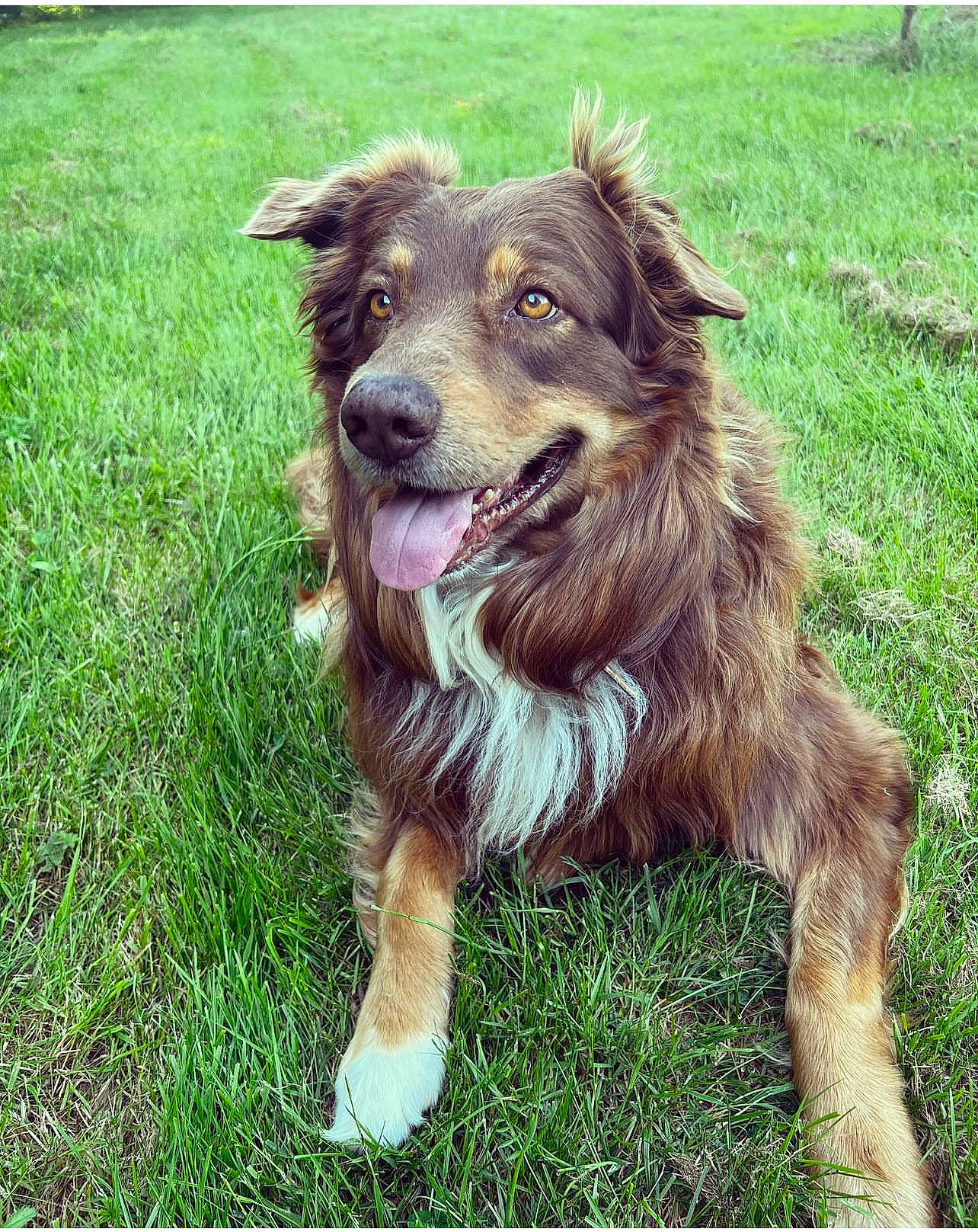Loucky participe au concours pour gagner de l'argent avec cette photo : canidae, carnivore, companion_dog, dog, dog_breed, fur, grass, gun_dog, hunting_dog, liver, plant, snout, sporting_group, working_animal, working_dog