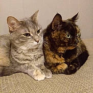 Smokey And Mocha is registered to the contest to win money with this photo: animal, cat, cats, closeup, companion, cute, domestic_animal, ears, eyes, feline, friendship, fur, gray_tabby, indoor, pet, relaxed, resting, tortoiseshell, two_animals, whiskers