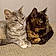 Smokey And Mocha