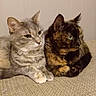 animal, cat, cats, closeup, companion, cute, domestic_animal, ears, eyes, feline, friendship, fur, gray_tabby, indoor, pet, relaxed, resting, tortoiseshell, two_animals, whiskers