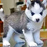 puppy, dog, husky, siberian_husky, animal, pet, fluffy, blue_eyes, black_and_white, gray_fur, white_fur, standing, portrait, close_up, indoors, home, cute, young_dog, four_legs, photograph