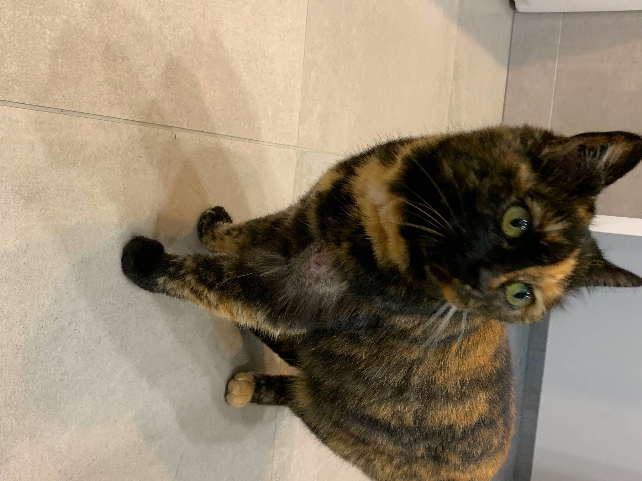 Cachou a rejoint le concours — aidez-le/la à gagner de superbes lots ! carnivore, cat, claw, domestic_short_haired_cat, felidae, flooring, fur, paw, small_to_medium_sized_cats, snout, tail, terrestrial_animal, whiskers