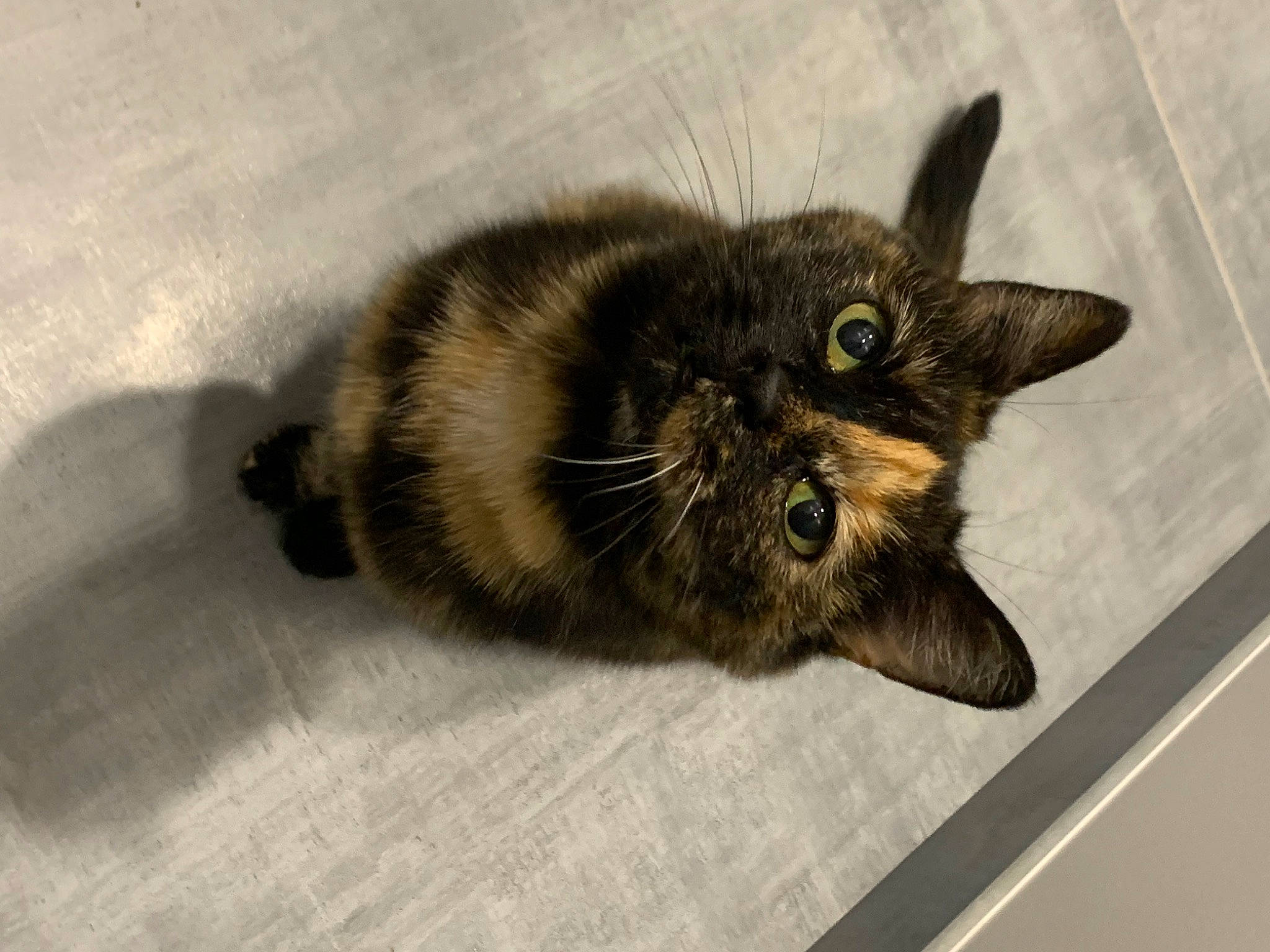 Cachou participe au concours pour gagner de l'argent avec cette photo : carnivore, cat, claw, domestic_short_haired_cat, fawn, felidae, fur, paw, small_to_medium_sized_cats, snout, tail, terrestrial_animal, whiskers