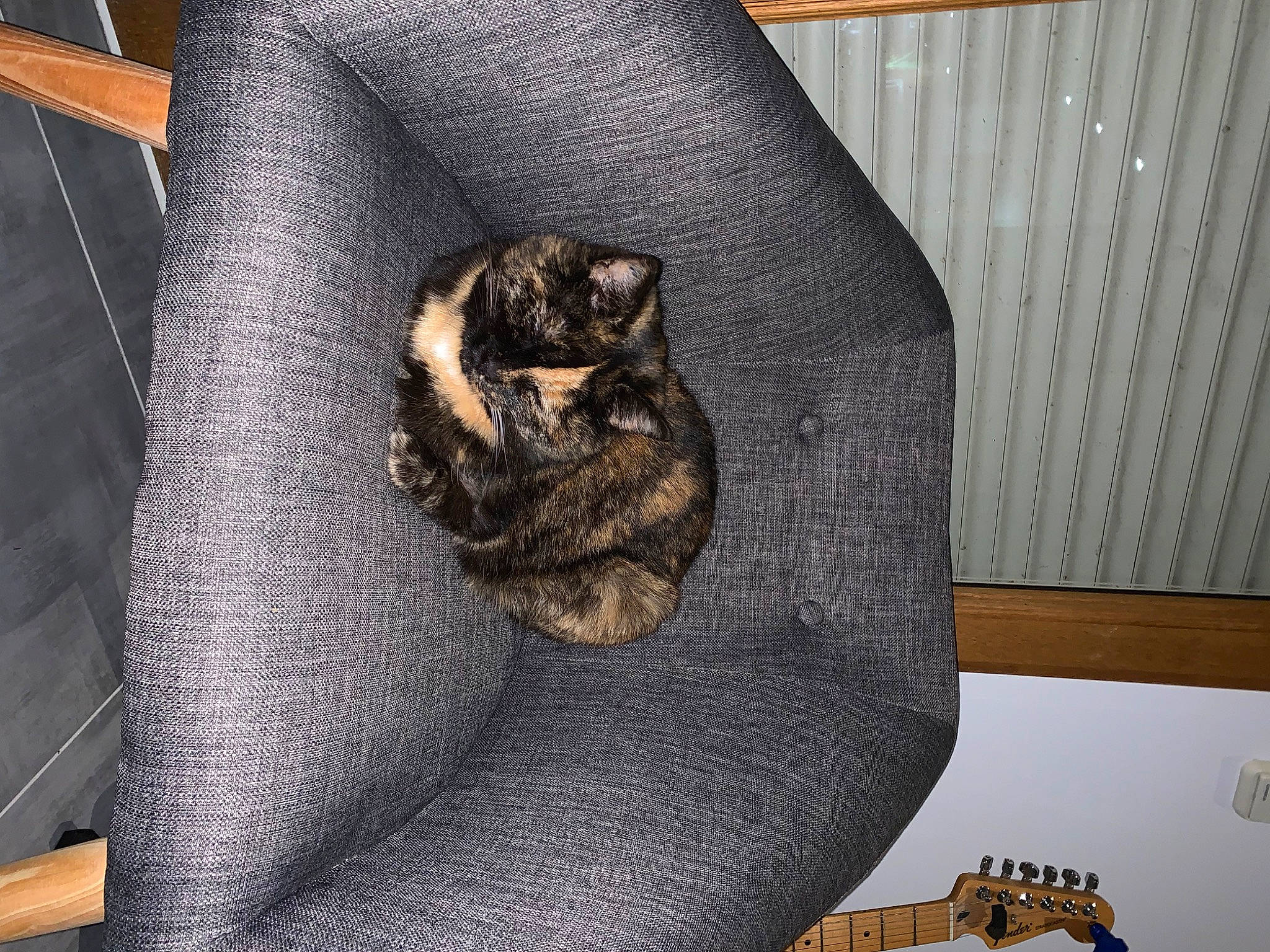 Cachou a rejoint le concours — aidez-le/la à gagner de superbes lots ! carnivore, cat, chair, claw, comfort, couch, denim, dog_breed, domestic_short_haired_cat, felidae, flooring, fur, grey, human_leg, room, small_to_medium_sized_cats, tail, terrestrial_animal, whiskers, wood