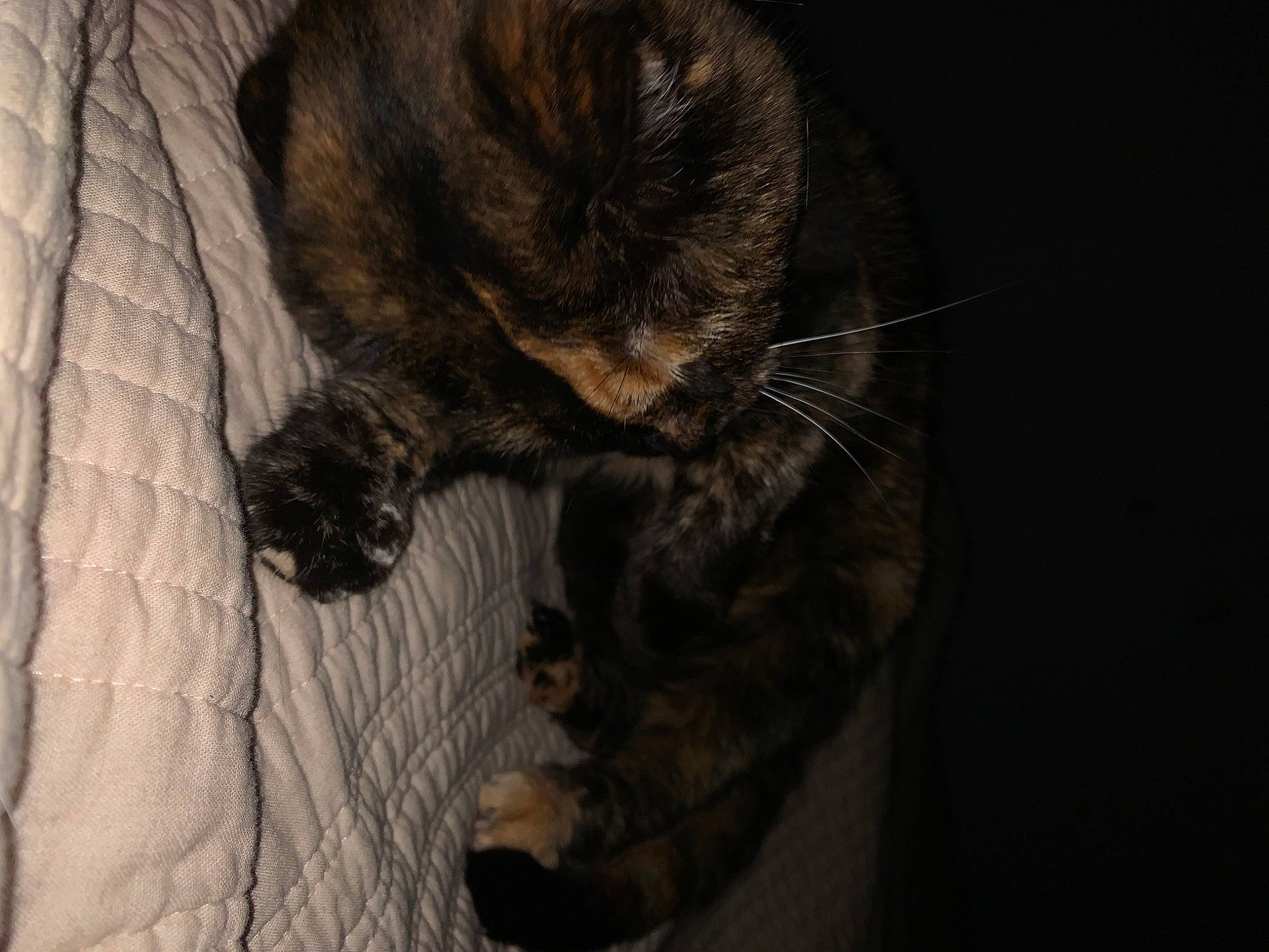 Cachou a rejoint le concours — aidez-le/la à gagner de superbes lots ! canidae, carnivore, cat, claw, comfort, darkness, dog_breed, domestic_short_haired_cat, fawn, felidae, fur, nap, paw, small_to_medium_sized_cats, snout, sporting_group, tail, terrestrial_animal, whiskers, wood