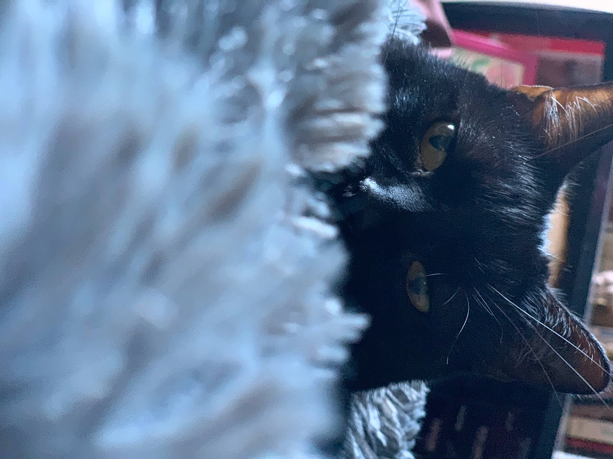 Cookie participe au concours pour gagner de l'argent avec cette photo : black_cat, bombay, carnivore, cat, claw, domestic_short_haired_cat, electric_blue, felidae, fur, paw, small_to_medium_sized_cats, snout, tail, terrestrial_animal, tree, whiskers, wildlife, window, winter