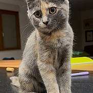 Marill a rejoint le concours — aidez-le/la à gagner de superbes lots ! kitten, cat, animal, pet, feline, gray_cat, curious, indoor, young, cute, fur, whiskers, sitting, portrait, closeup, domestic_cat, table, household, soft_light, background_blur