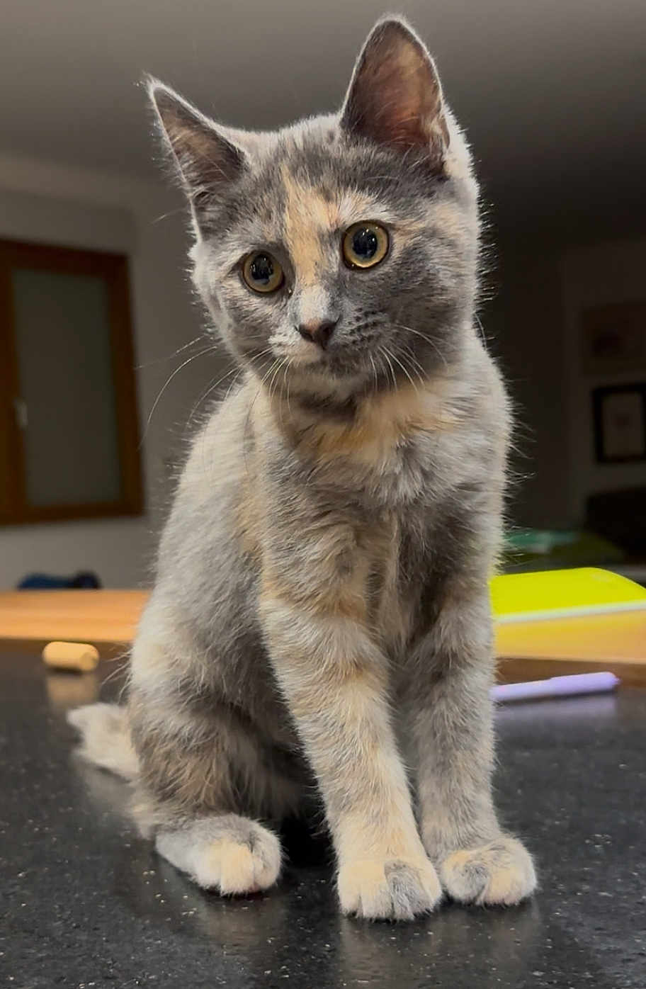 Marill a rejoint le concours — aidez-le/la à gagner de superbes lots ! kitten, cat, animal, pet, feline, gray_cat, curious, indoor, young, cute, fur, whiskers, sitting, portrait, closeup, domestic_cat, table, household, soft_light, background_blur