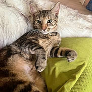 Luna Lavender Moon is registered to the contest to win money with this photo: cat, tabby, pet, feline, animal, relaxed, indoor, pillow, blanket, fur, whiskers, ears, eyes, collar, resting, comfort, home, floor, cute, cozy