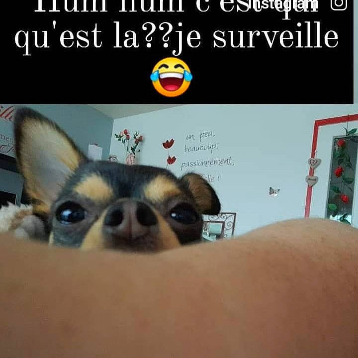 Jazz participe au concours pour gagner de l'argent avec cette photo : canidae, carnivore, chihuahua, companion_dog, dog, dog_breed, dog_supply, ear, eyelash, fawn, finger, font, fur, logo, photo_caption, snout, sporting_group, toy_dog, whiskers, working_animal