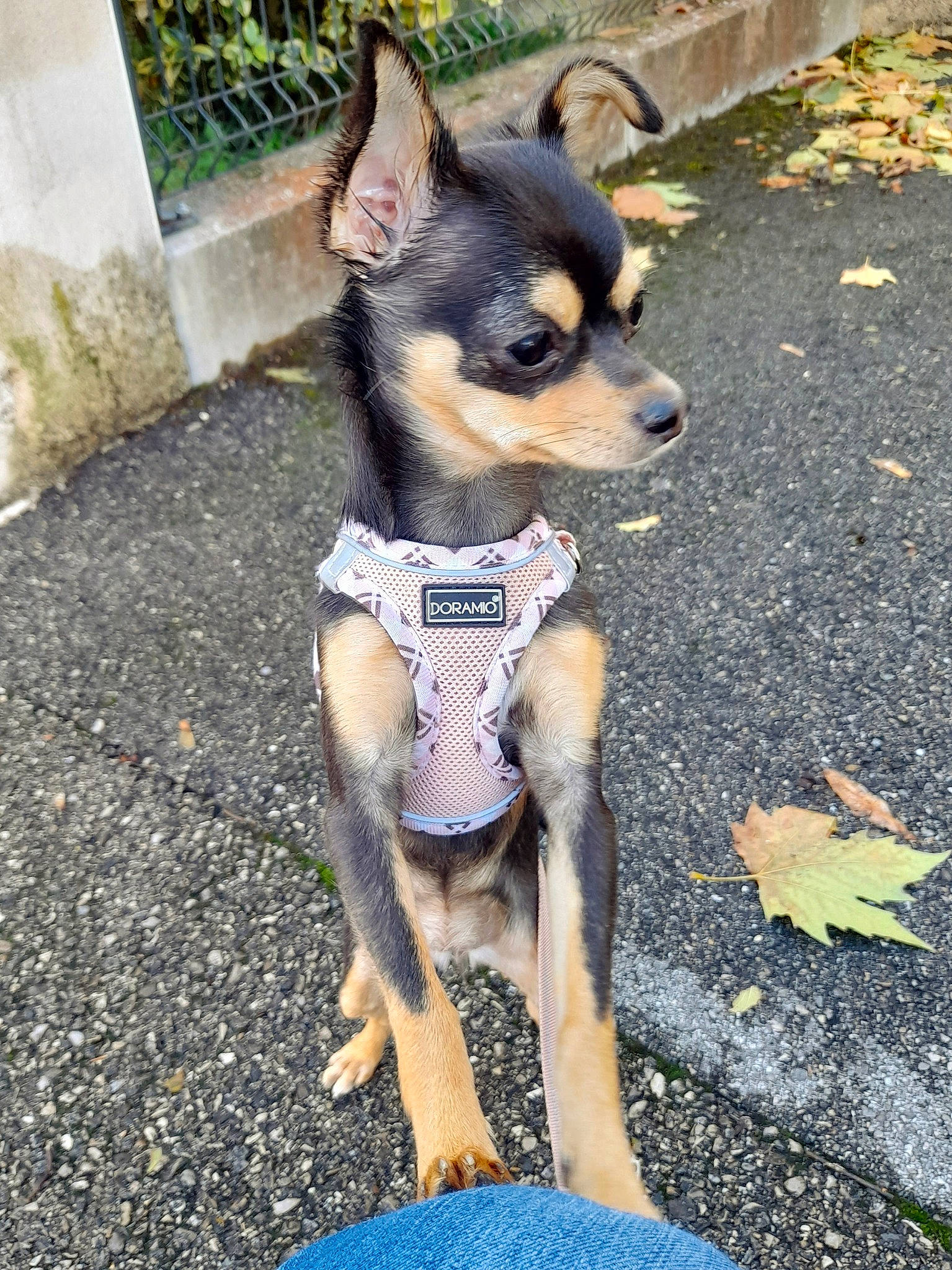 Jazz participe au concours pour gagner de l'argent avec cette photo : asphalt, canidae, carnivore, chihuahua, companion_dog, dog, dog_breed, dog_supply, fawn, fur, paw, plant, road, road_surface, snout, sporting_group, terrestrial_animal, toy_dog, working_animal, working_dog