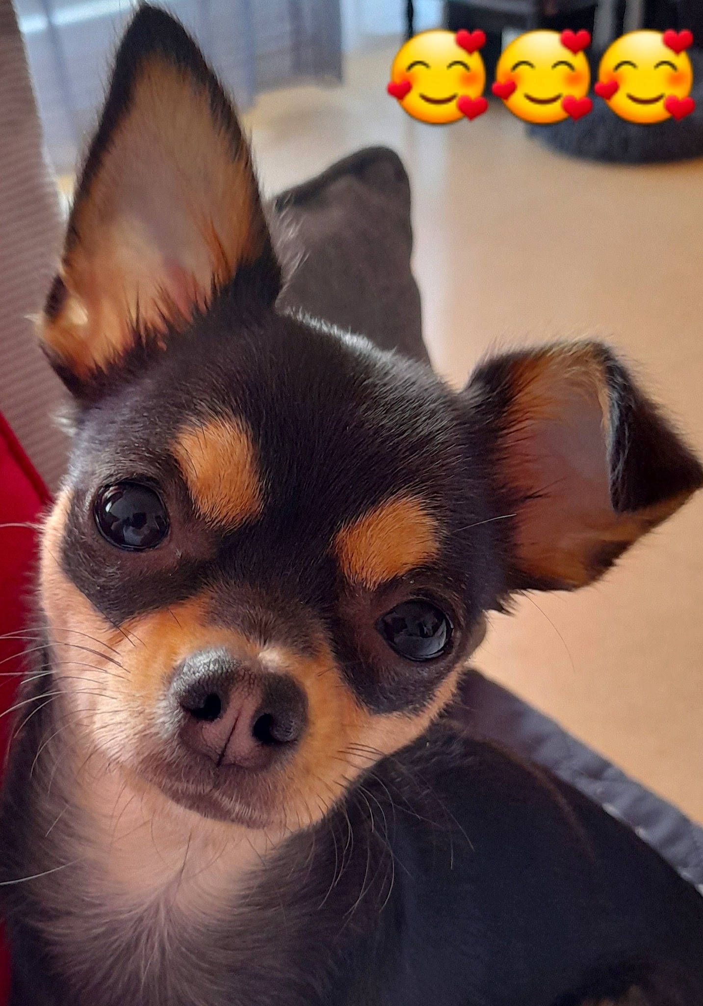 Jazz a rejoint le concours — aidez-le/la à gagner de superbes lots ! canidae, carnivore, companion_dog, dog, dog_breed, ear, fawn, fur, head, photography, snout, sporting_group, terrestrial_animal, toy_dog, whiskers, working_animal