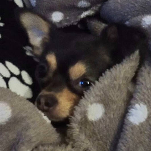 Jazz participe au concours pour gagner de l'argent avec cette photo : canidae, carnivore, comfort, companion_dog, corgi_chihuahua, dog, dog_breed, fawn, fur, non_sporting_group, paw, snout, sporting_group, terrestrial_animal, tints_and_shades, toy_dog, whiskers, working_animal