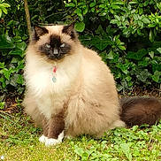 Gribouille a rejoint le concours — aidez-le/la à gagner de superbes lots ! cat, fluffy, blue_eyes, collar, paw_tag, grass, greenery, bush, outdoor, animal, pet, sitting, fur, nature, leaf, plant, mammal, cute, portrait, domestic_animal