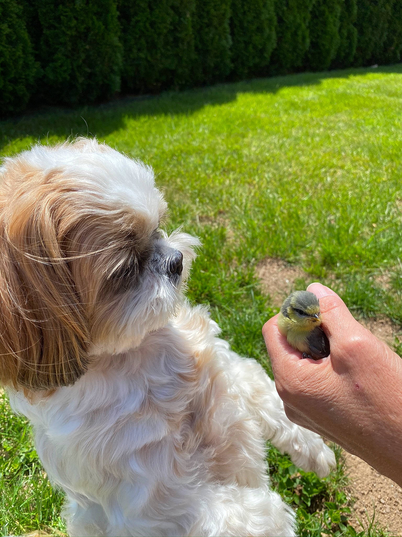 Molly a rejoint le concours — aidez-le/la à gagner de superbes lots ! canidae, carnivore, cavachon, cockapoo, companion_dog, dog, dog_breed, grass, havanese, lhasa_apso, maltepoo, mammal, petit_basset_griffon_vendeen, poodle_crossbreed, shih_tzu, sporting_group, sporting_lucas_terrier, terrier, tibetan_terrier, vertebrate