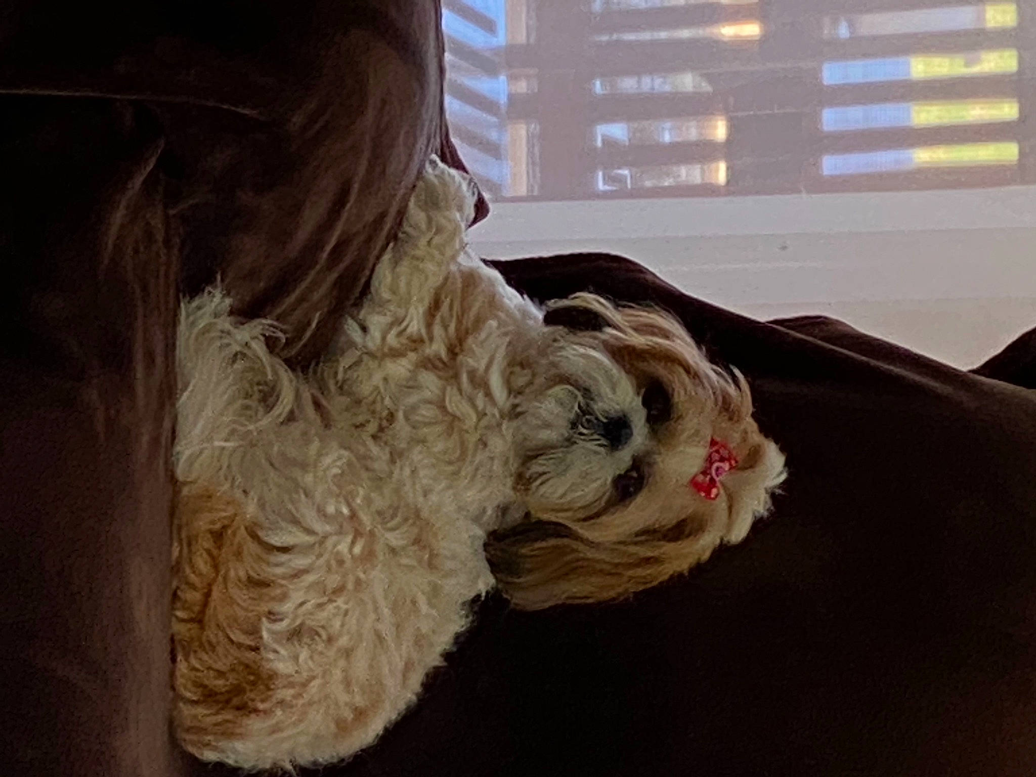 Molly a rejoint le concours — aidez-le/la à gagner de superbes lots ! carnivore, comfort, companion_dog, dog, dog_breed, dog_collar, fawn, fur, labradoodle, liver, nap, snout, spaniel, sporting_group, terrier, toy_dog, window, window_blind, wood, working_animal