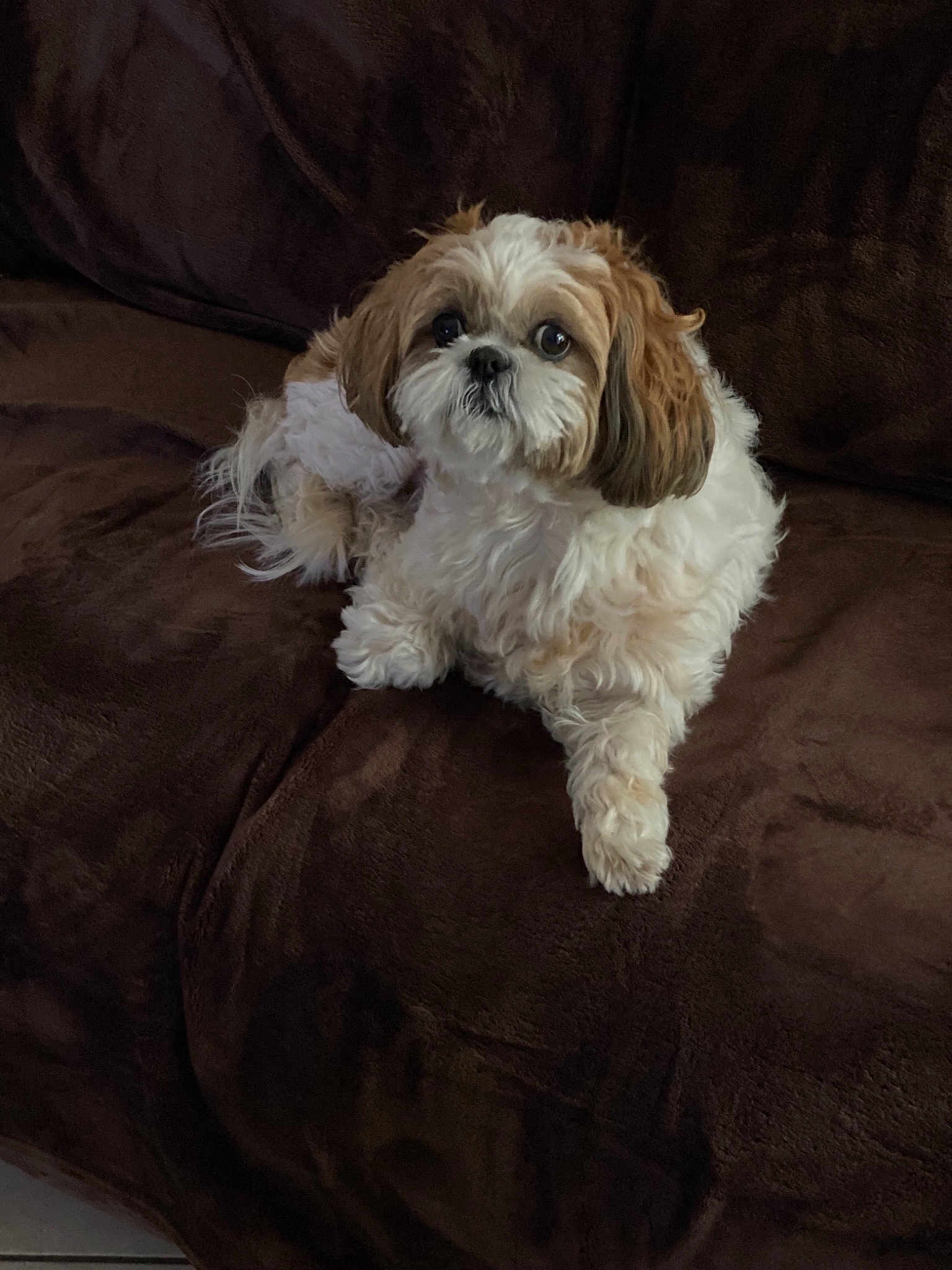 Molly
