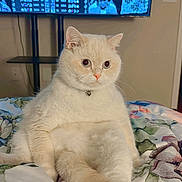 Snowball is registered to the contest to win money with this photo: cat, fluffy, cream_colored, sitting, blanket, floral_pattern, indoor, television, game_screen, curious, pet, feline, domestic_cat, relaxed, collar, whiskers, ears, paws, bedroom, home