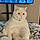 Snowball