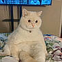 cat, fluffy, cream_colored, sitting, blanket, floral_pattern, indoor, television, game_screen, curious, pet, feline, domestic_cat, relaxed, collar, whiskers, ears, paws, bedroom, home