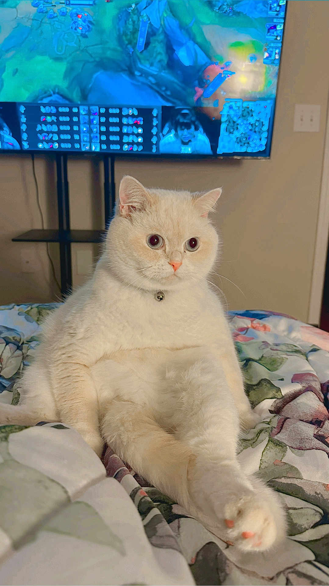 Snowball