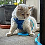 Snowball is registered to the contest to win money with this photo: cat, fluffy, blue_harness, blue_leash, concrete_floor, planter, outdoor, pet, animal, whiskers, cute, domestic_cat, feline, sitting, focused, ears, paws, fur, leash, harness