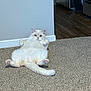 Snowball is registered to the contest to win money with this photo: cat, white_cat, fluffy, carpet, indoor, pet, relaxed, sitting, funny_pose, animal, feline, home, floor, tail, paws, cute, domestic_cat, looking, wall, kitchen