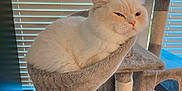 Snowball joined the competition — help win amazing prizes! cat, white_cat, cat_tree, hammock, pet, indoor, furniture, window_blinds, cozy, fluffy, relaxed, animal, domestic_cat, toy, playful, soft_texture, resting, cute, whiskers, ears