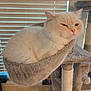 cat, white_cat, cat_tree, hammock, pet, indoor, furniture, window_blinds, cozy, fluffy, relaxed, animal, domestic_cat, toy, playful, soft_texture, resting, cute, whiskers, ears