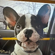 Moo Moo joined the competition — help win amazing prizes! dog, french_bulldog, puppy, animal, pet, car_interior, sweater, yellow_pencil, close_up, cute, adorable, black_and_white, ears, nose, whiskers, seat, window, indoor, portrait, young_dog